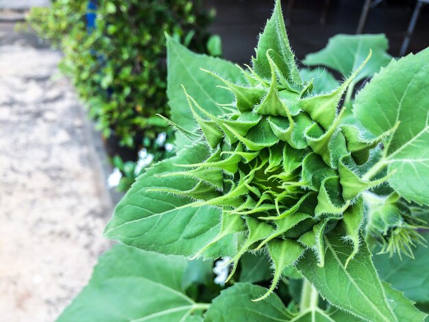 Close-up of fresh green plant