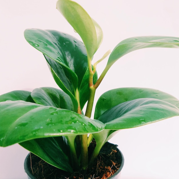 Foto prossimo piano di una pianta verde fresca