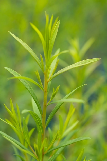 Close-up of fresh green plant