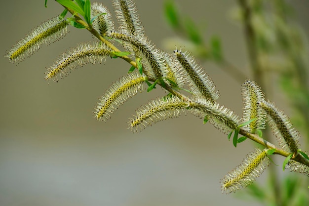 Foto prossimo piano di una pianta verde fresca