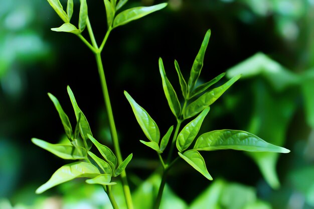 Foto prossimo piano di una pianta verde fresca