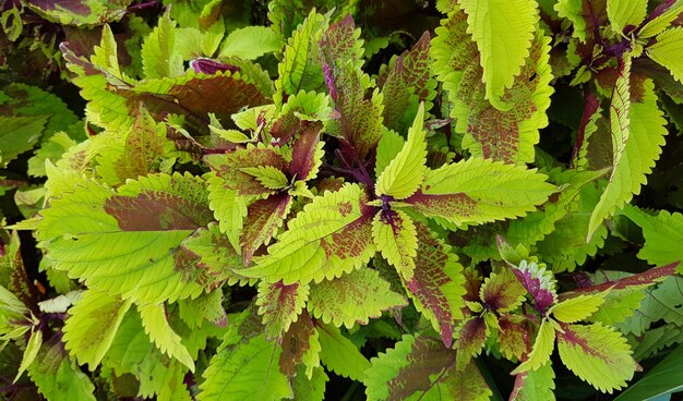 Foto prossimo piano di una pianta verde fresca