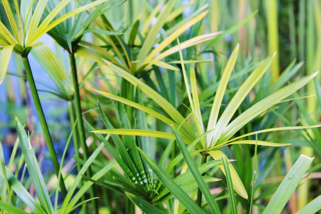 Photo close-up of fresh green plant