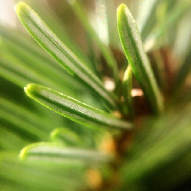 Close-up of fresh green plant