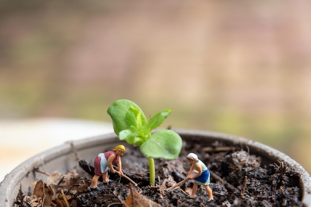 Photo close-up of fresh green plant