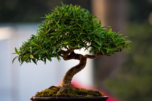 Foto prossimo piano di una pianta verde fresca