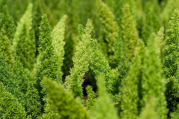 新鮮な緑の植物のクローズアップ