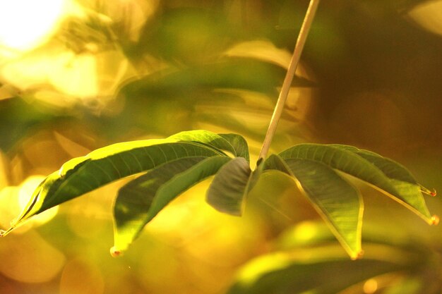 Close-up of fresh green plant