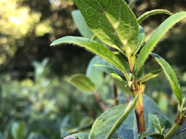 Foto close-up di una pianta verde fresca