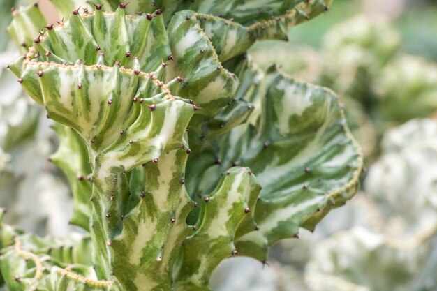 Photo close-up of fresh green plant