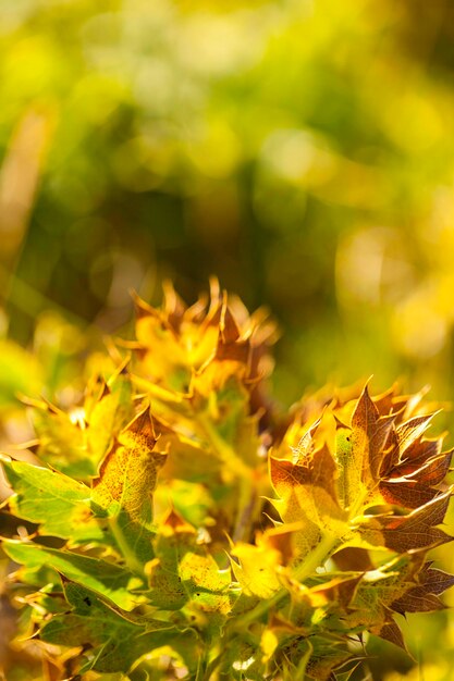 Close-up of fresh green plant