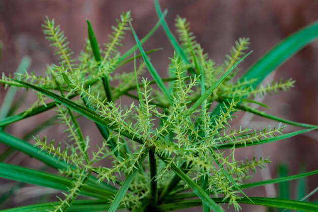 Photo close-up of fresh green plant