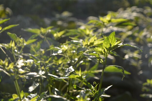 Foto prossimo piano di una pianta verde fresca