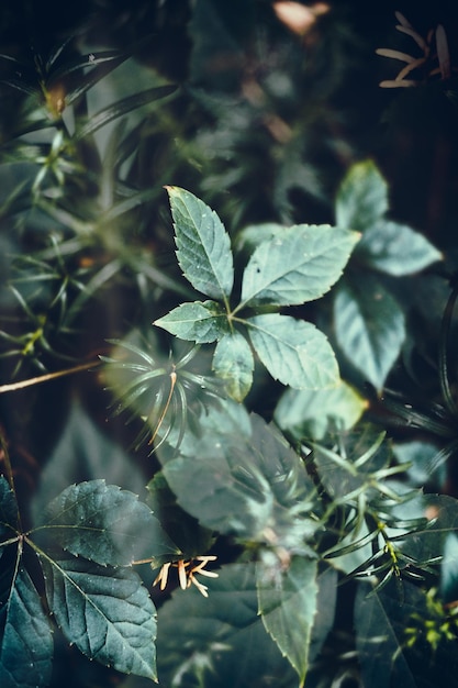 Photo close-up of fresh green plant