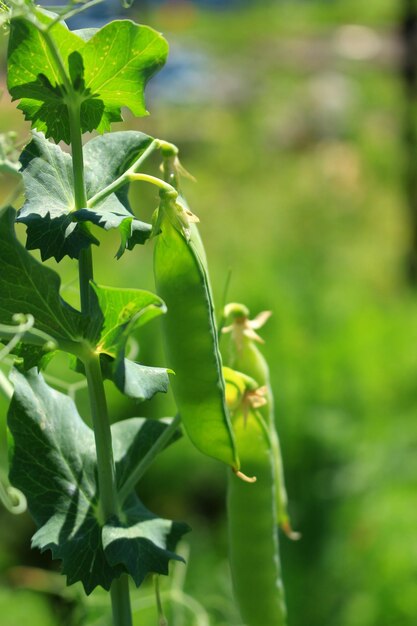 Close-up of fresh green plant