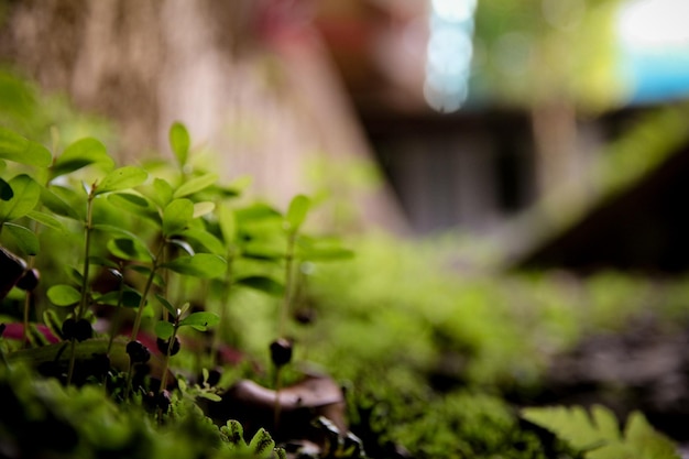 Foto prossimo piano di una pianta verde fresca