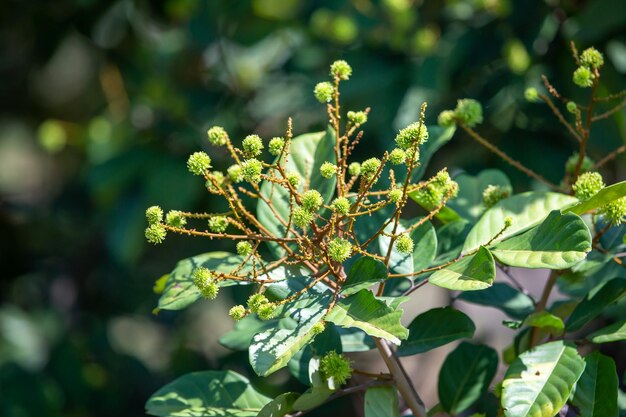 Close-up of fresh green plant