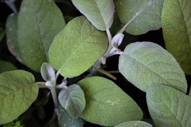 Photo close-up of fresh green plant