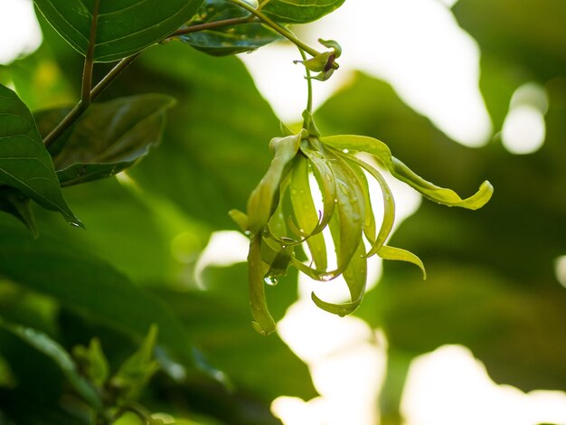 Close-up of fresh green plant