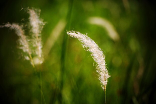 Close-up of fresh green plant