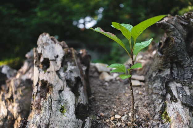 Foto prossimo piano di una pianta verde fresca