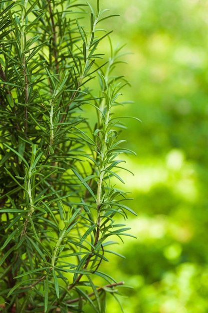 Photo close-up of fresh green plant