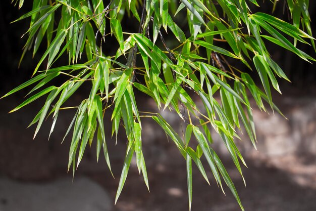 Foto prossimo piano di una pianta verde fresca