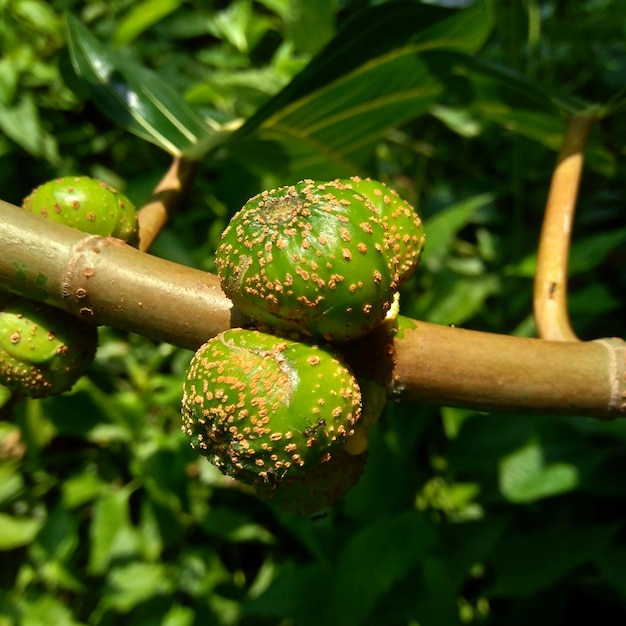 Photo close-up of fresh green plant