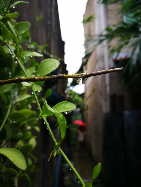 Close-up of fresh green plant