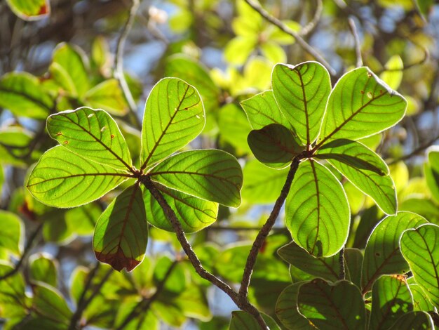 Foto prossimo piano di una pianta verde fresca