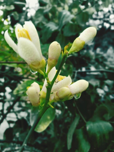 Close-up of fresh green plant