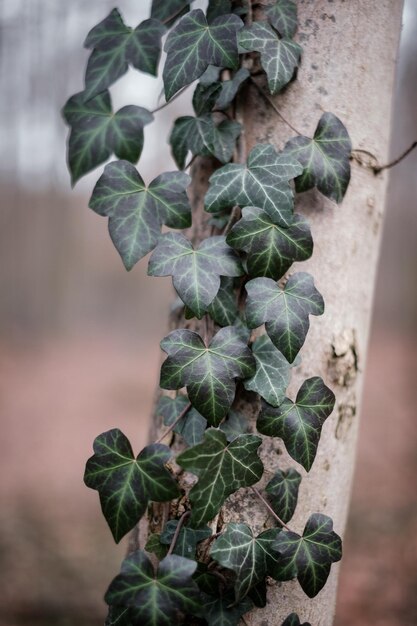 Photo close-up of fresh green plant