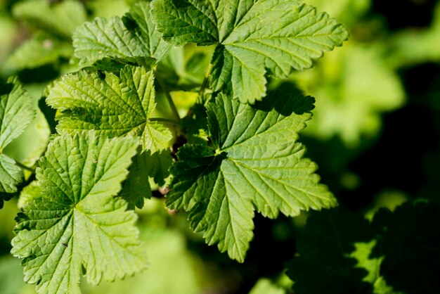 Foto prossimo piano di una pianta verde fresca