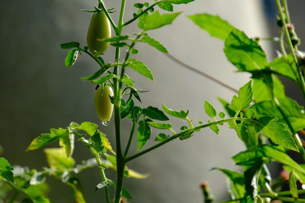 Close-up of fresh green plant