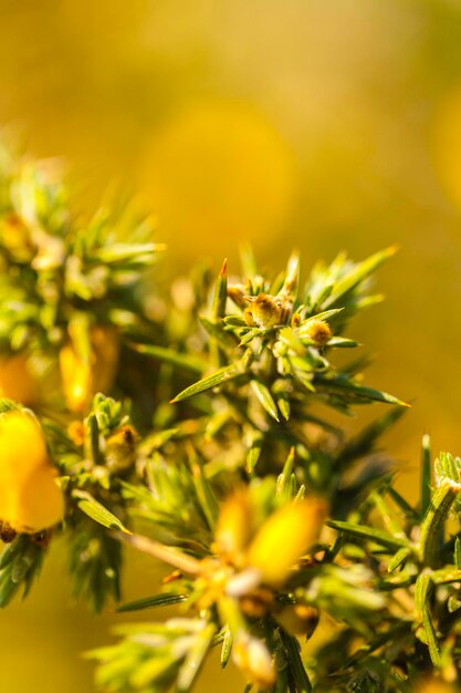 Close-up of fresh green plant