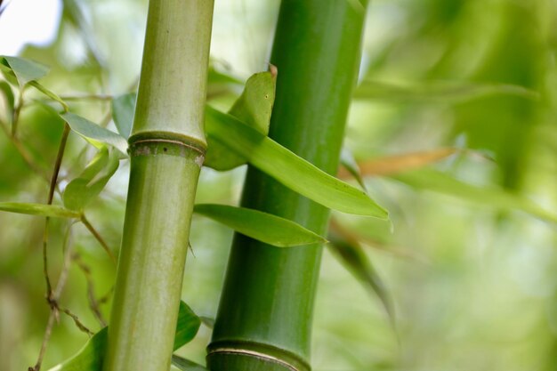 Foto prossimo piano di una pianta verde fresca