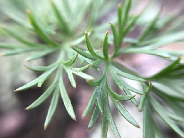 Foto prossimo piano di una pianta verde fresca