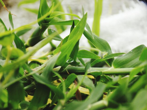 close-up of fresh green plant