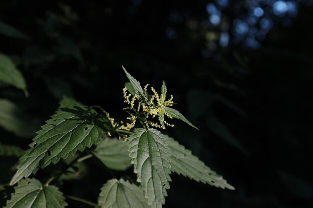 Close-up of fresh green plant