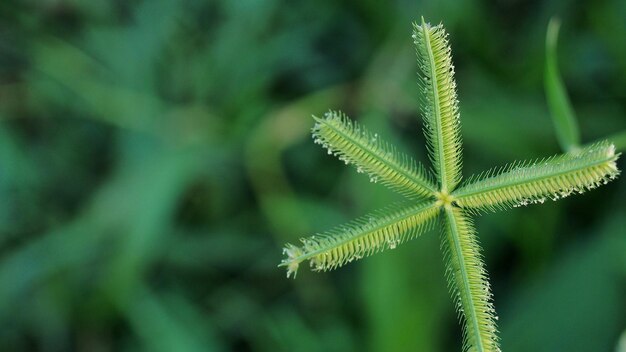 Close-up of fresh green plant