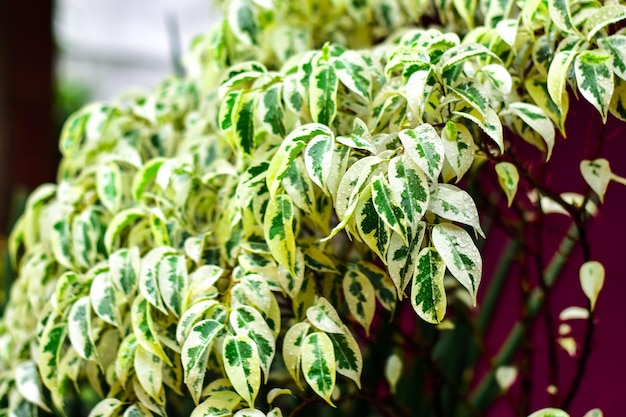 Photo close-up of fresh green plant