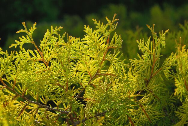 Close-up of fresh green plant