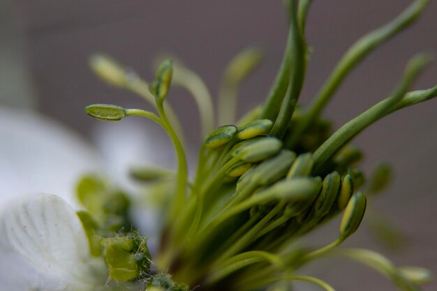 Foto prossimo piano di una pianta verde fresca