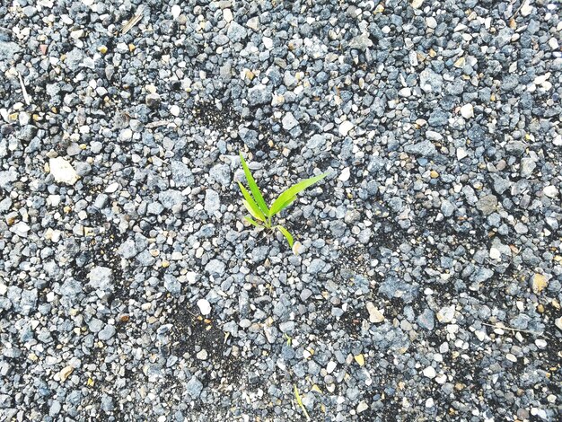 Foto prossimo piano di una pianta verde fresca