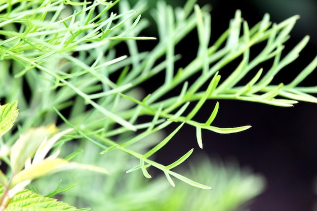 Foto prossimo piano di una pianta verde fresca