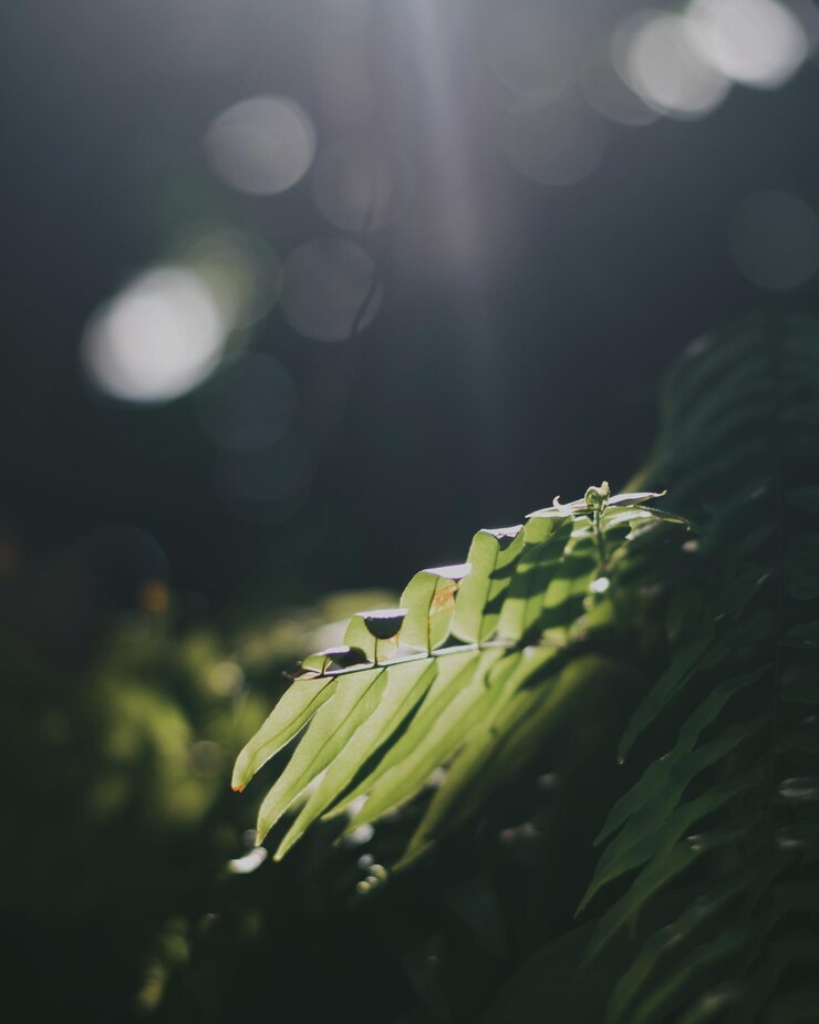 Photo 新鮮な緑の植物のクローズアップ