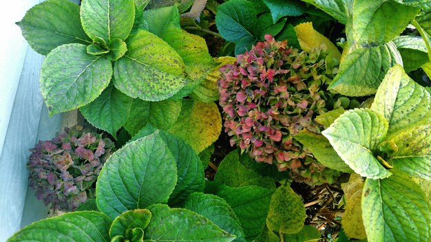 Close-up of fresh green plant