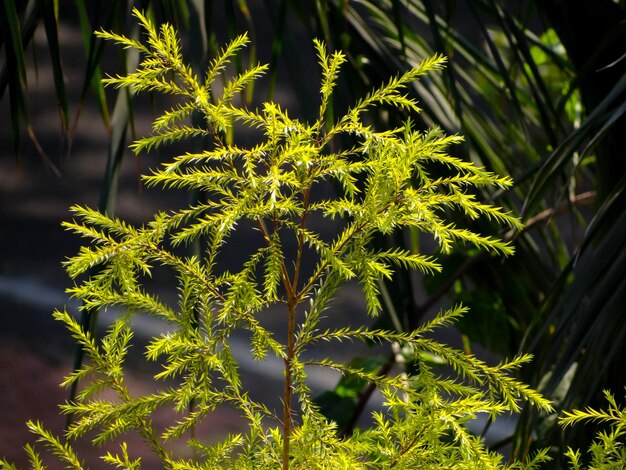 Foto prossimo piano di una pianta verde fresca