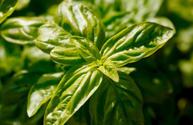 Photo close-up of fresh green plant