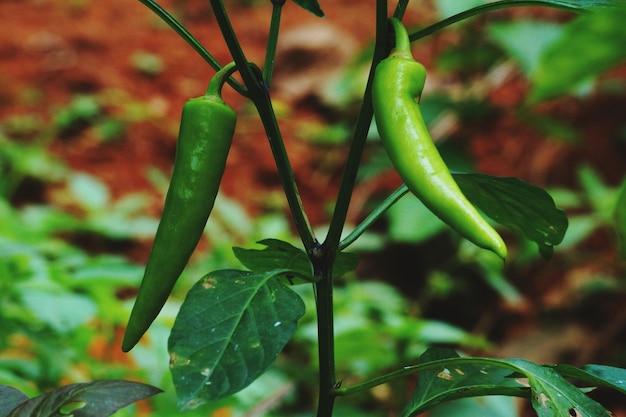 Photo close-up of fresh green plant